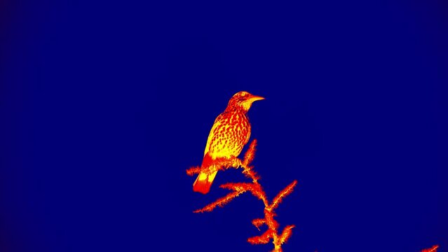 A Eurasian nutcracker (Nucifraga caryocatactes) sits on top of a larch tree. A beautiful forest bird on a blue sky background. Analog of infrared scanning