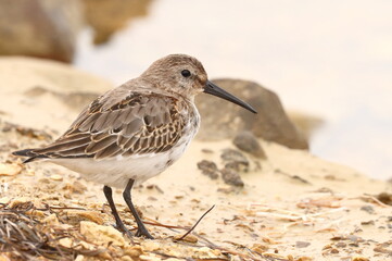 Dunlin, Calidris alpina, cute shorebird 