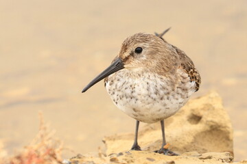 Dunlin, Calidris alpina, cute shorebird 