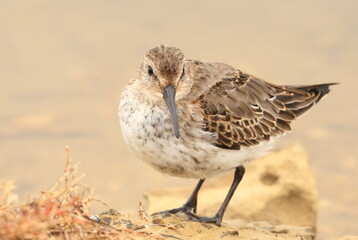 Dunlin, Calidris alpina, cute shorebird 