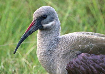 Hadeda Ibis, Kruger National Park, South Africa