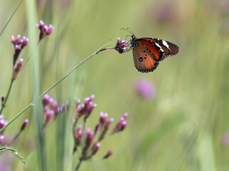 African Monarch or Plain Tiger butterfly (Danaus chrysippus) feeding on nectar on a purple flower, South Africa