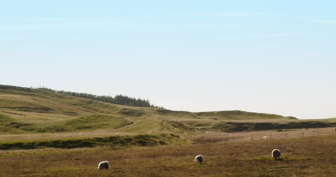 three sheeps in a field at sunset in iceland