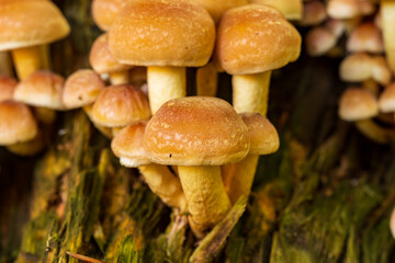 Bunch of wild mushrooms growing on tree stump in the forest in Europe in October. Close up ground level shot, no people