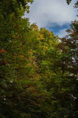 Autumn trees with colorful leaves in a forest scene in Europe. Daytime shot, no people