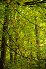 Autumn trees with colorful leaves in a forest scene in Europe. Daytime shot, no people