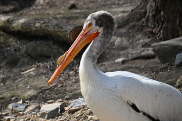 White Pelican in captivity - Big bird with big beak, 
