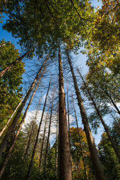 Autumn trees with colorful leaves in a forest scene in Europe. Daytime, ultra wide angle, low angle shot, no people © Octavian