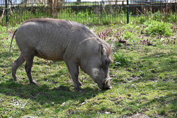 Fototapeta na wymiar Savanna pig - warthog wild animal in captivity 