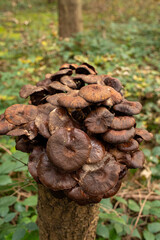 Bunch of wild mushrooms growing on tree stump in the forest in Europe in October. Close up ground level shot, no people