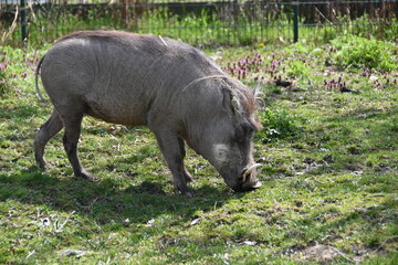 Savanna pig - warthog
wild animal in captivity 