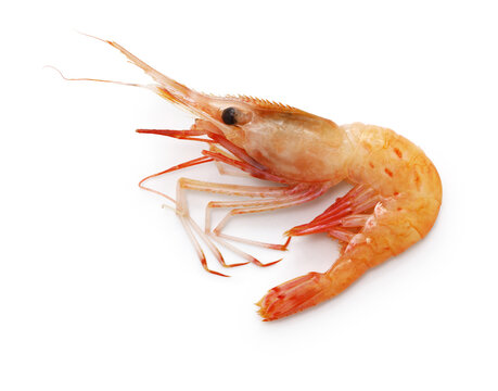 botan shrimp ( Pandalus nipponensis ) isolated on white background