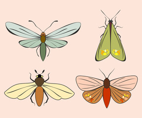 Set of illustrations of moths and butterflies in vector. Multicolored insects.
