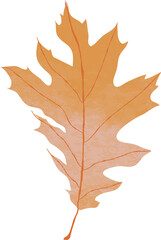 Obraz premium Watercolor maple leaf illustration