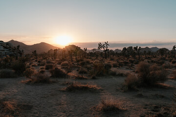 Sunset Joshua Tree NP