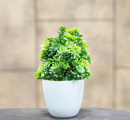 plant in a pot for home room and office decorative indoor plant 