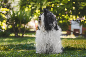Naklejka na ściany i meble Beautiful Tibetan terrier male dog sitting on the grass in the backyard on summer sunny day. Animal themes, selective focus, copy space