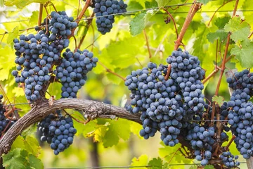 Foto op Canvas Ripe Cabernet grapes on vine growing in a vineyard . Selective focus, copy space  © happyimages
