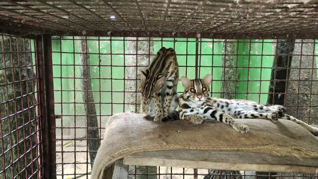 Two Leopard cats in a cage after rescue. 4K