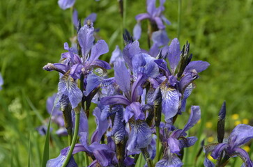 Purple iris flowers in the garden