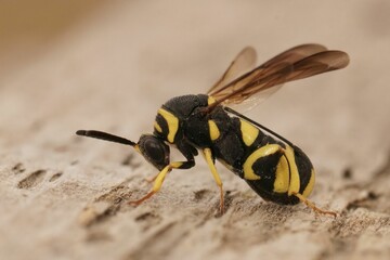 Closeup on a colorful yellow black parasitic wasp, Leucospis dorsigera with it's folded ovipository