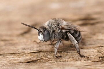 Closeup on a fluffy mediterranean male Blue banded bee, Amegilla albigena sitting on wood