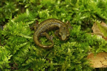 Closeup on green juvenile limestone salamander, Hydromantes brunus curled on green moss
