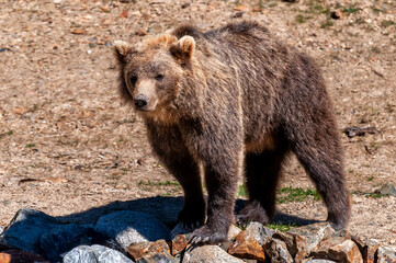 A Brown Bear (Ursus arctos) in an animal park.