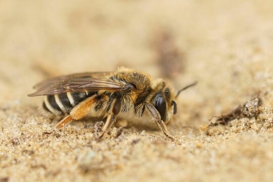 Closeup on a female of the rarely photographed Andrena albofasciata sitting on a sandy soil
