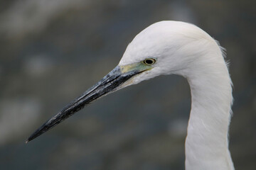 Little Egret headshot, Kruger National Park, South Africa