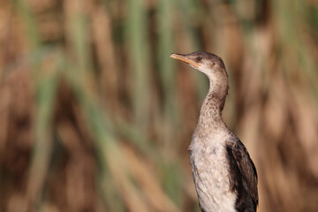 Reed Cormorant, Kruger National Park, South Africa