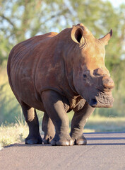 Obraz premium Dehorned White Rhinoceros, South Africa