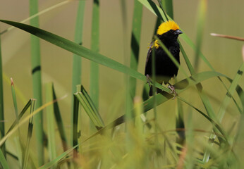 Male, Yellow-crowned Bishop in breeding plumage sitting in the reeds, Kruger National Park, South Africa