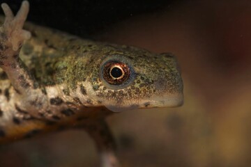 Closeup on the head of an adult Italian newt, Lissotriton italicus underwater