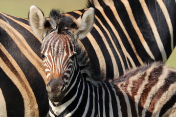 Fototapeta na wymiar Plains zebra foal in Pilanesberg National Park, South Africa