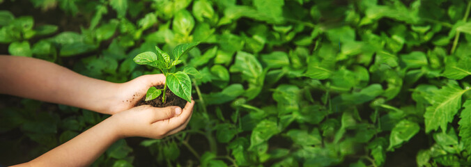 A child with seedlings in his hands in the garden. Selective focus.