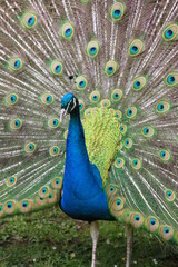 Obraz premium a peacock with splendidly fanned out plumage