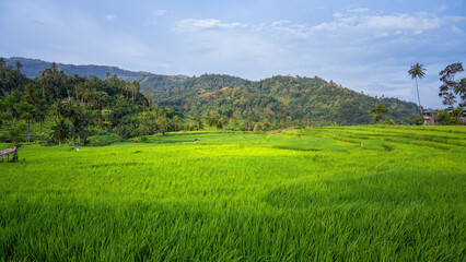 landscape with a paddy field