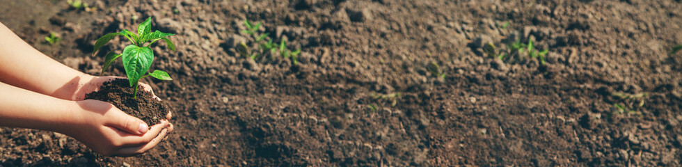 A child with seedlings in his hands in the garden. Selective focus.
