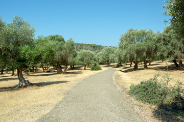 Italy, Tuscany region. Traditional plantation of olive trees.