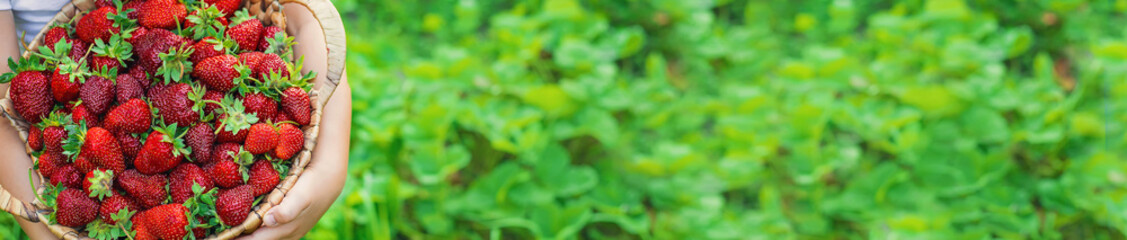 A child with strawberries in the hands. Selective focus.