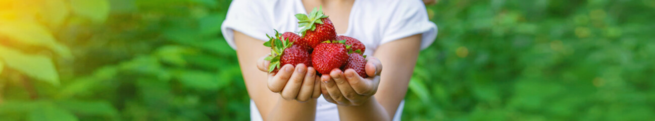 A child with strawberries in the hands. Selective focus.