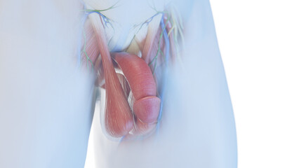 3d rendered medical illustration of the penis anatomy - obrazy, fototapety, plakaty