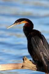African Darter, Kruger National Park, South Africa