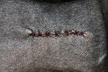 Closeup on a herder dog with a sewn scar and threads from veterinarian surgery to remove a tumor