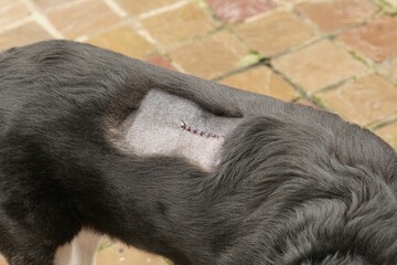 Closeup on a herder dog with a sewn scar and threads from veterinarian surgery to remove a tumor