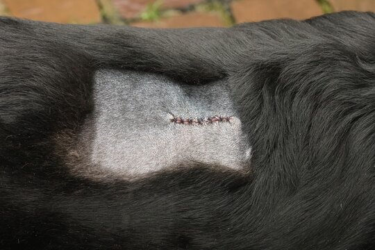 Closeup on a herder dog with a sewn scar and threads from veterinarian surgery to remove a tumo