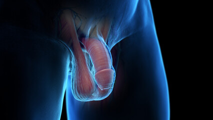 3d rendered medical illustration of the penis anatomy © Sebastian Kaulitzki