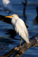 Western Cattle Egret, Kruger National Park, South Africa