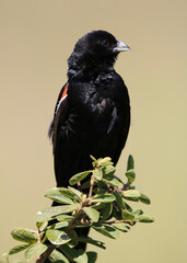 Male Long-tailed Widowbird in breeding plumage, Pilanesberg National Park, South Africa